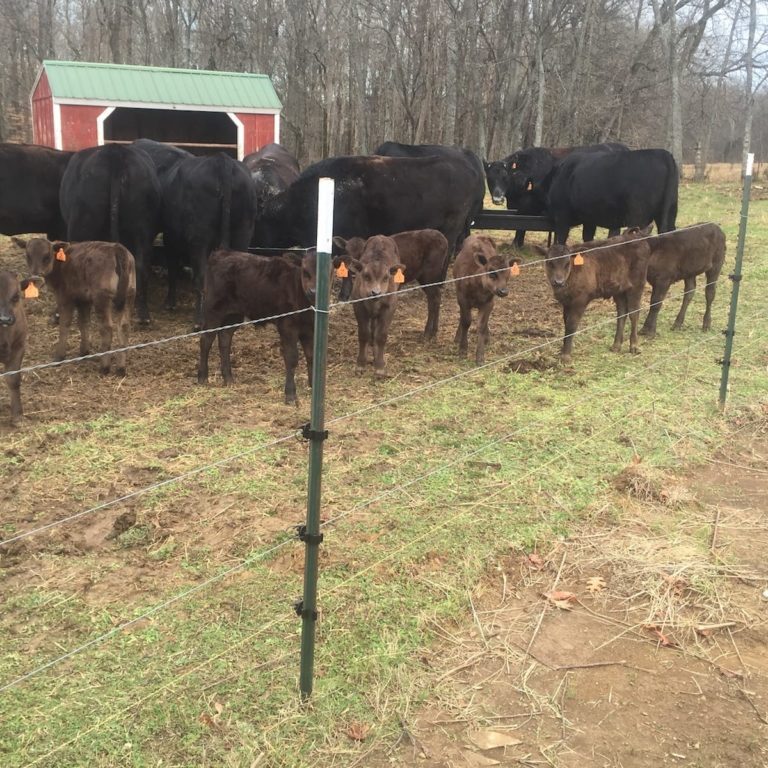 uniform-looking calves